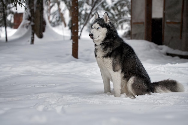 Pies husky syberyjski na podwórku w zimowy dzień.