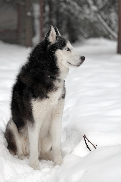 Pies husky syberyjski na spacerze w zimowym lesie Pies odwraca wzrok