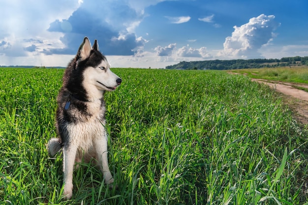 Pies husky syberyjski na zielonej łące słoneczny dzień