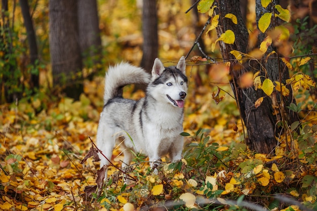 Pies husky syberyjski o niebieskich oczach stoi w lesie jesienią