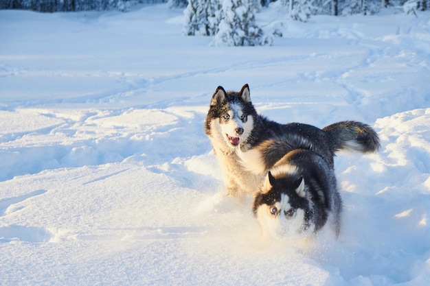 Pies husky syberyjski skaczący na śniegu pies bawi się zimą w terenie