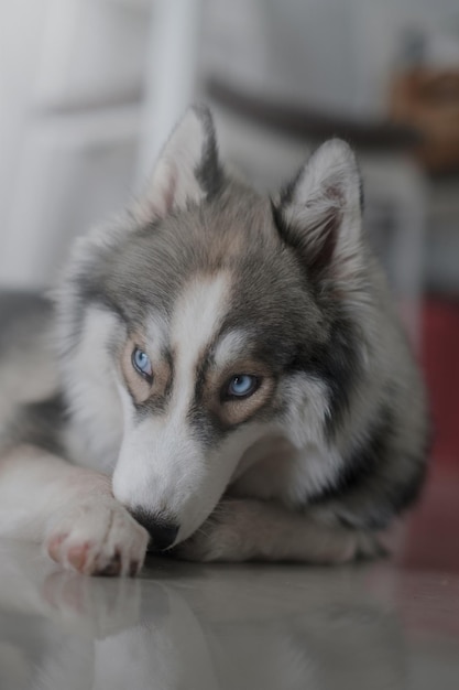 Zdjęcie pies husky syberyjski „wygląda uroczo”