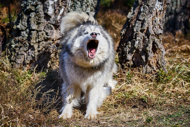 Pies husky syberyjski zaskoczony szczekanie na szczekanie trawy leśnej Portret psa husky