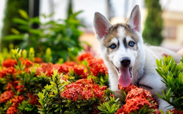 Zdjęcie pies husky syberyjski