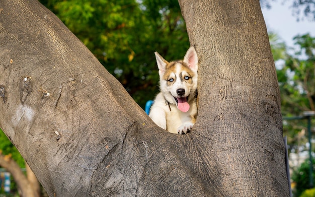 Pies Husky Syberyjski