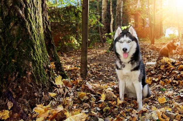 Pies Husky w jesiennym słonecznym parku. Pies husky syberyjski z wystawionym językiem, uśmiechnięty, przyjazny.