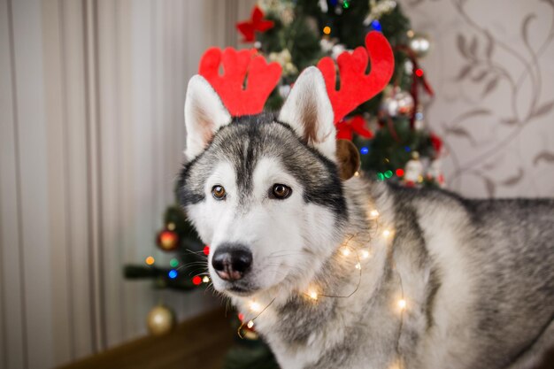 Pies Husky w pobliżu choinki w pokoju