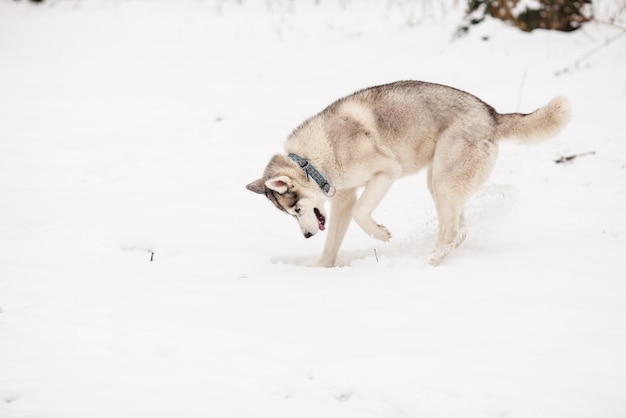 Pies husky wącha i kopie na śniegu