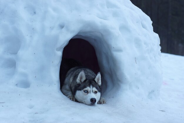 Pies husky wygląda ze śnieżnej jaskini, leży i strzeże wejścia.