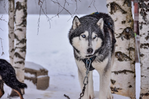 Pies Husky Zbliżenie W Zimie