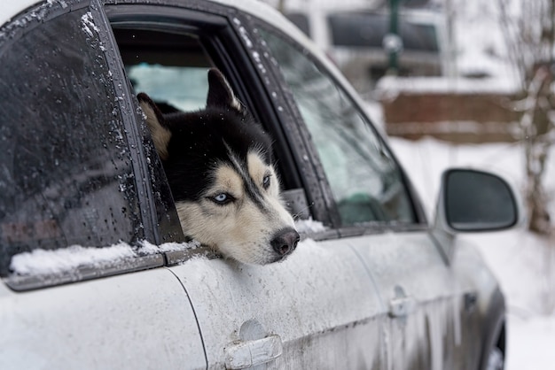 Pies Husky ze smutkiem wygląda, jakby wystawał głowę przez okno samochodu