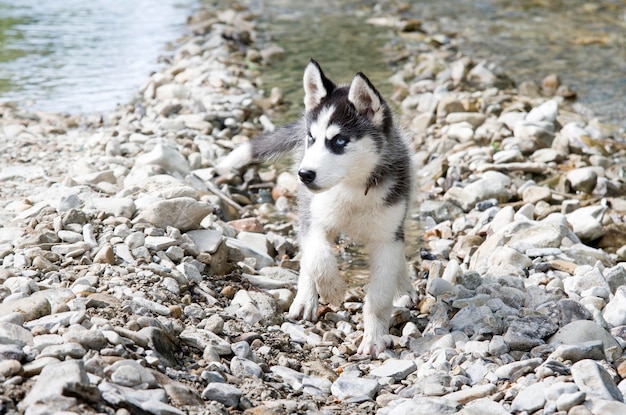 Zdjęcie pies husky