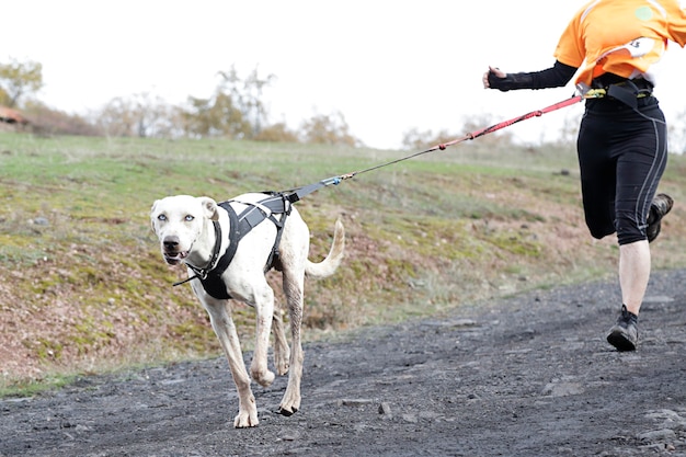 Pies i jego właściciel biorący udział w popularnym wyścigu canicrossowym
