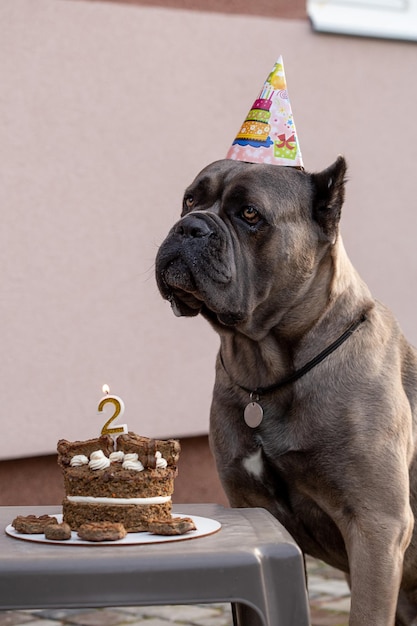 Pies i jej urodzinowa uczta w postaci tortu urodzinowego śliczny szczeniak w świątecznym kapeluszu pozuje w n
