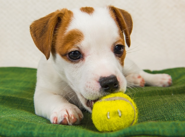 Pies Jack Russel Terrier Szczeniak Gry I Gryząc żółtą Piłkę Tenisową.