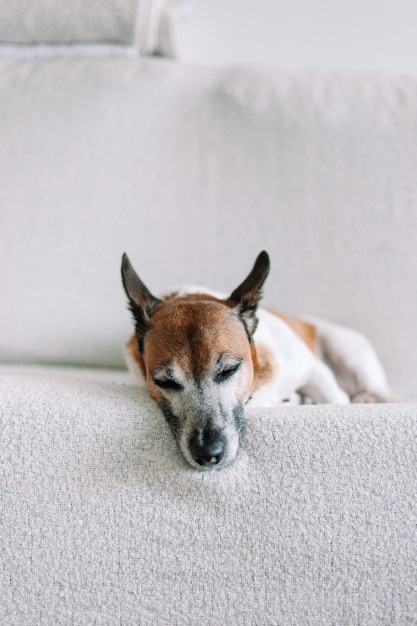 Pies Jack Russell śpi na białej kanapie w domu