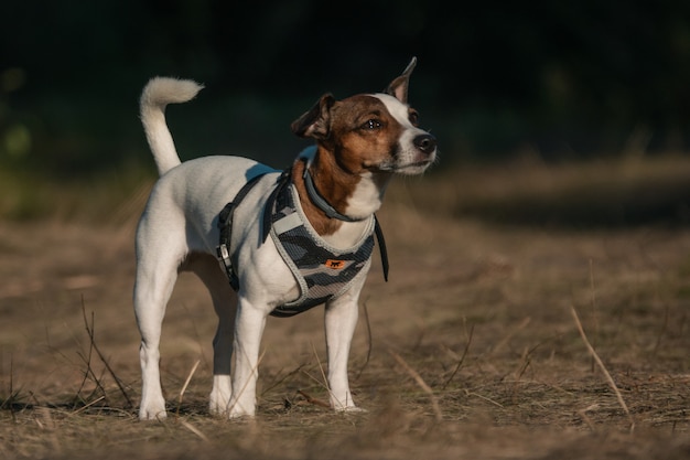 Pies Jack Russell stojący na słońcu