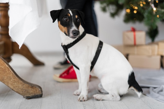 Pies jack russell terrier czarno-biały siedzi na podłodze w salonie na Boże Narodzenie w pobliżu nóg stołu