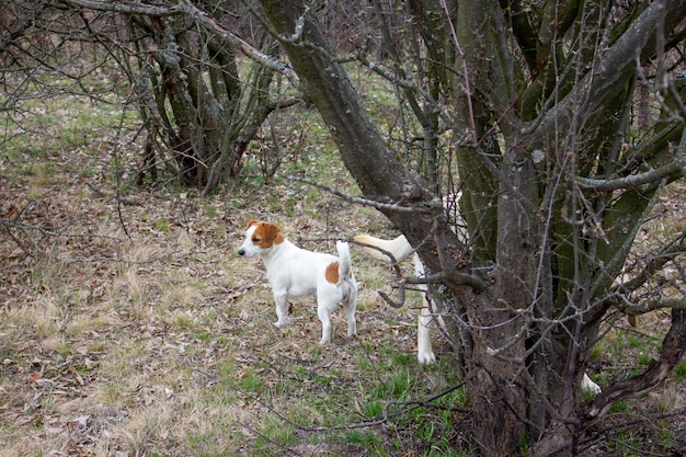 Pies Jack Russell Terrier patrzy w dal