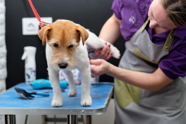 Pies Jack Russell Terrier Podczas Strzyżenia Na Stole Pielęgnacyjnym