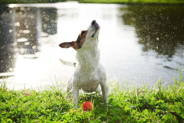 Pies Jack Russell Terrier potrząsający wodą po kąpieli w jeziorze