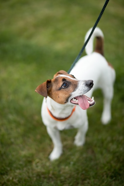 pies jack russell terrier spaceruje po zielonej trawie