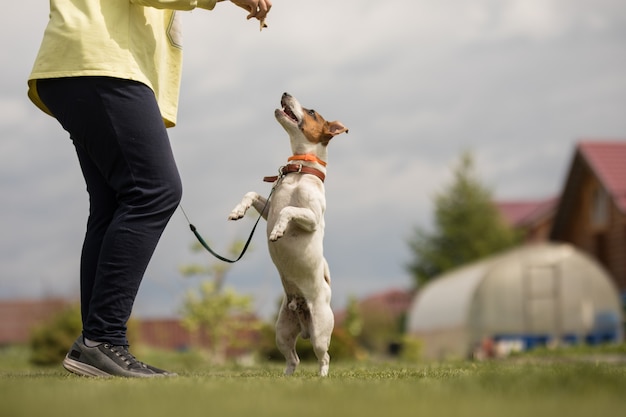 Pies Jack Russell Terrier stoi na dwóch łapach i bawi się z właścicielem