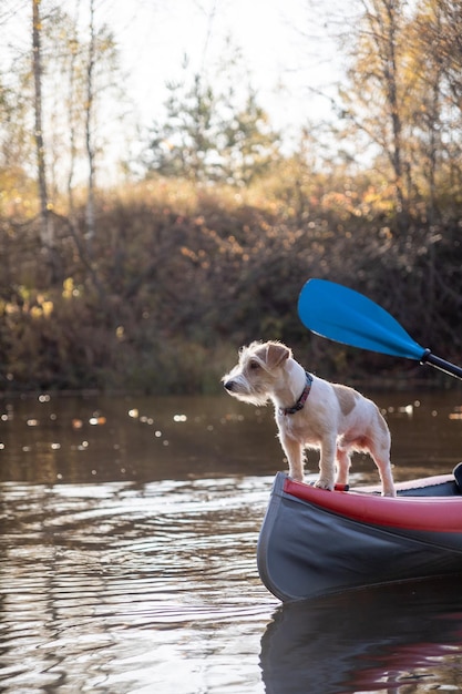 Pies Jack Russell Terrier Stoi Na Dziobie Kajaka Krajobraz Z łódką Na Tle Jesiennych Drzew