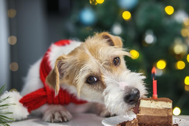 Pies Jack Russell Terrier w czerwonym szaliku je kawałek ciasta ze świecą na tle choinki w kuchni