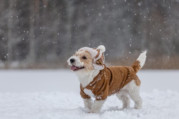 Pies Jack Russell Terrier w kapeluszu z nausznikami i brązową kurtką stoi w lesie Snowing Blur na napis