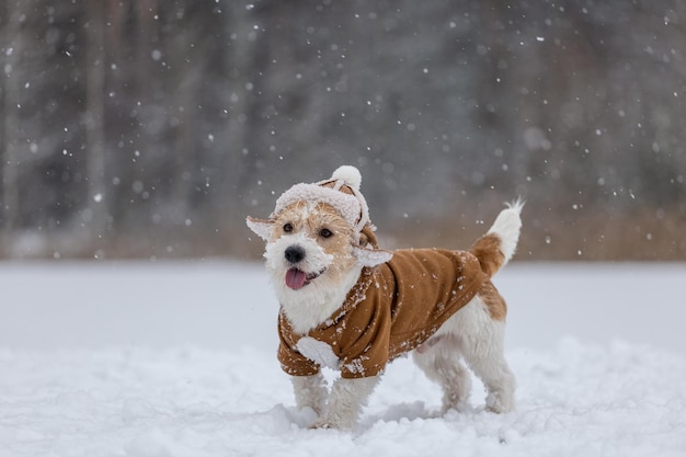 Pies Jack Russell Terrier w kapeluszu z nausznikami i brązową kurtką stoi w lesie Snowing Blur na napis