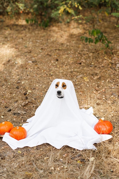 Zdjęcie pies jack russell terrier w kostiumie ducha siedzący między pomarańczowymi dyniami na halloween