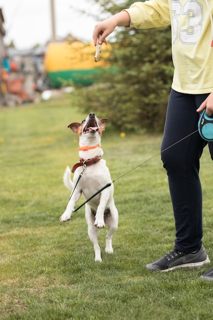 Pies Jack Russell Terrier wyskakuje w powietrze i bawi się z właścicielem