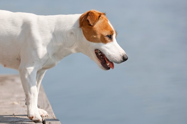 Pies Jack Russell Terrier z bliska