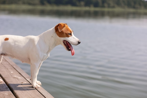 Pies Jack Russell Terrier z bliska