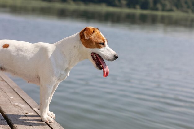 Pies Jack Russell Terrier Z Bliska