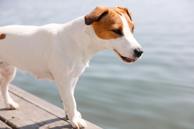 Pies Jack Russell Terrier z bliska