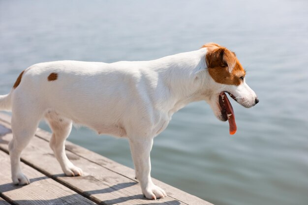 Pies Jack Russell Terrier Z Bliska