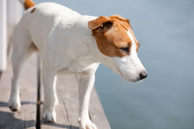 Pies Jack Russell Terrier z bliska