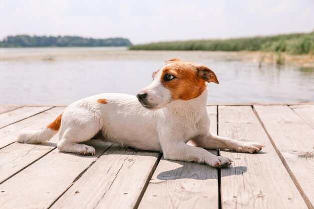 Pies Jack Russell Terrier z bliska