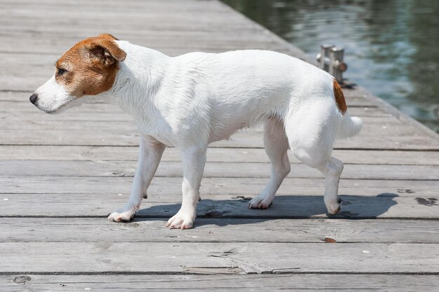 Pies Jack Russell Terrier z bliska