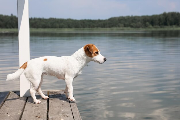 Pies Jack Russell Terrier z bliska