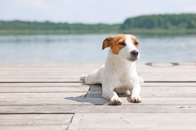 Pies Jack Russell Terrier Z Bliska