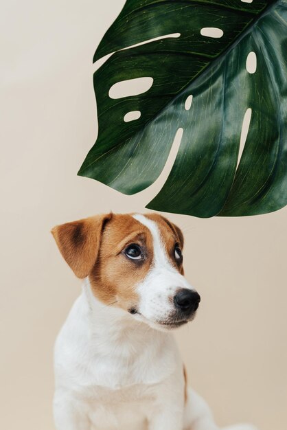 Pies Jack Russell Terrier z zielonym liściem siedzi na beżowym tle Zabawny szczeniak patrzy na liść