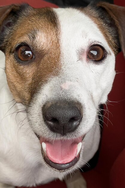 Pies Jack Russell Terrier Zwierzęta Motywy zwierzęce