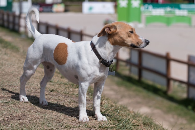 Pies Jack Russell Terrier