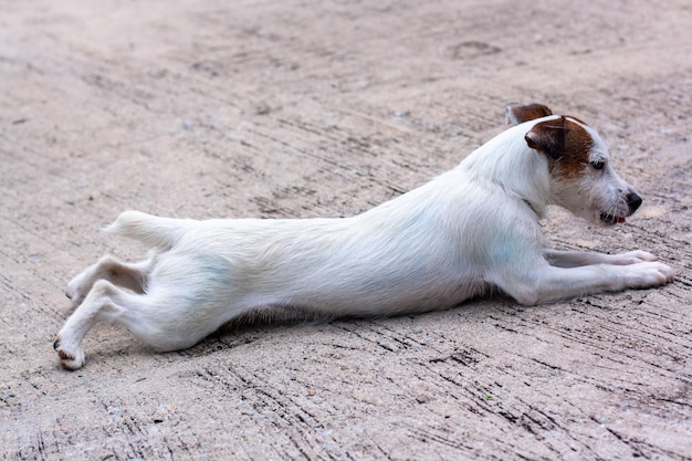 Pies Jack Russell wyciągnął się na betonie Niebieskie plamy na futrze Niewielka głębia ostrości Poziomo