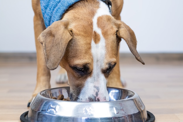 Pies Jedzący Jedzenie Ze Swojej Miski W Pomieszczeniu. ładny Młody Staffordshire Terrier Jedzący Posiłek W Minimalistycznym Tle Domu