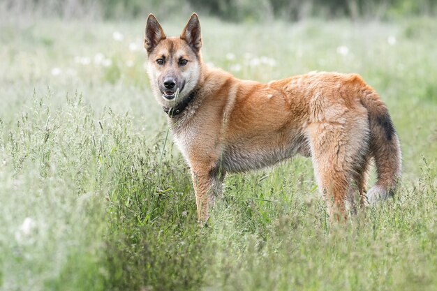 Pies kundel koloru czerwonego leży na brzuchu na trawie wyciągając przednie łapy do przodu Springx9