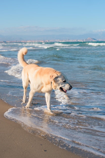 Pies Labrador bawi się i kąpie na plaży